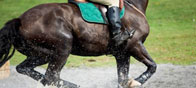 horse-body-checkups