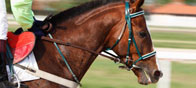 horse-faz