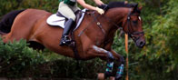 horse-home