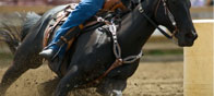 horse-stories