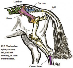 figure22-1 Sacrum check