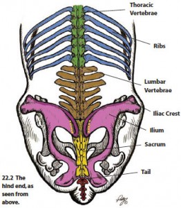 figure22-2 Sacrum Check