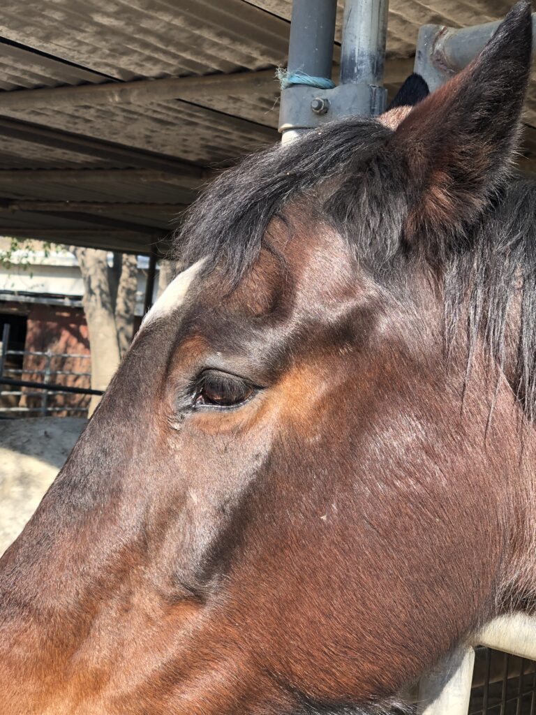 Are we getting "weepy eyes" wrong? Where Does My Horse Hurt?