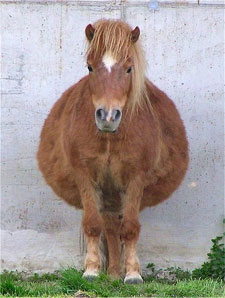 Is this horse fat?